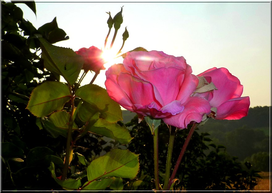 roses 12072013 8h00